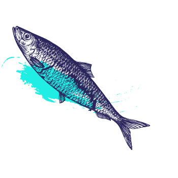 Sardine